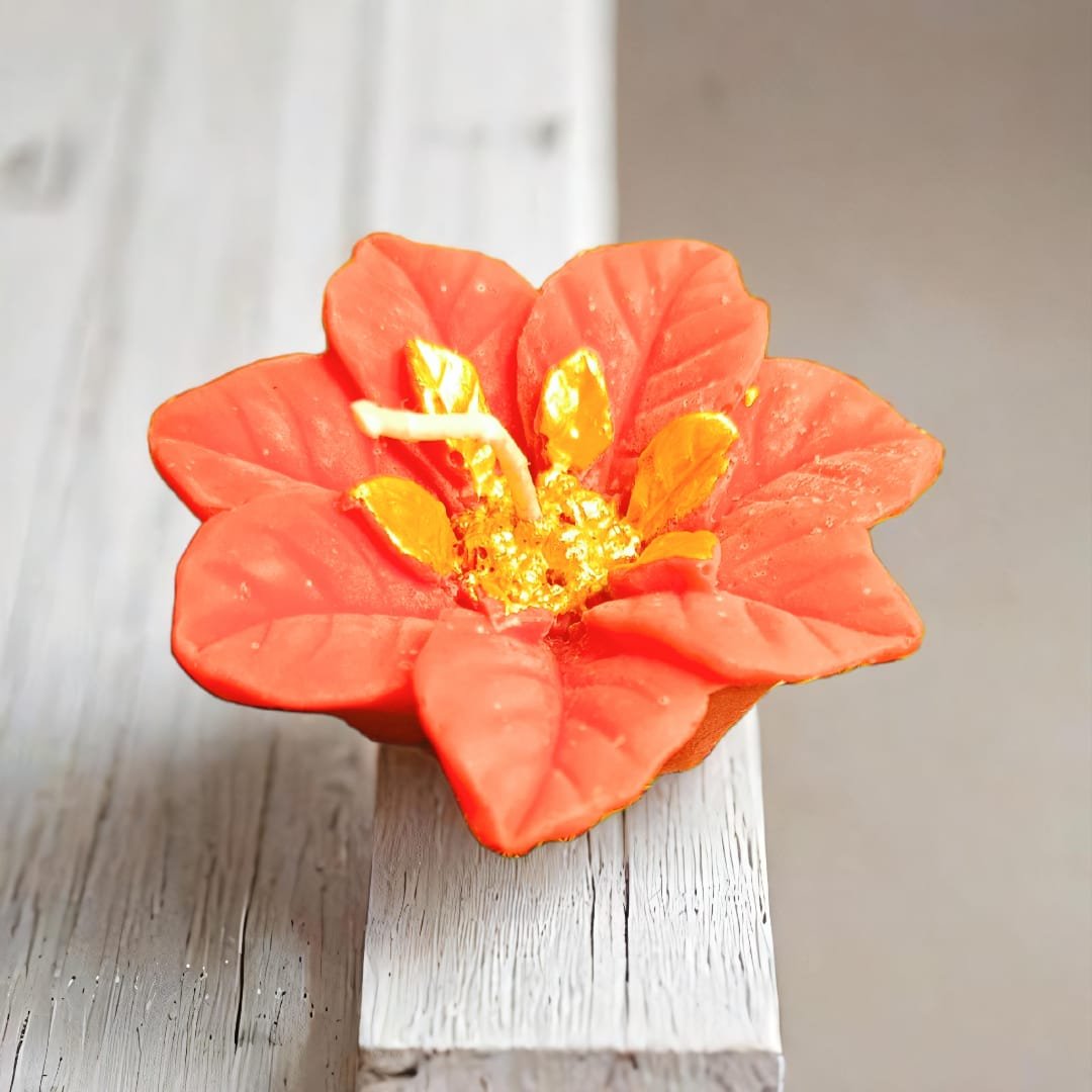 Poinsettia